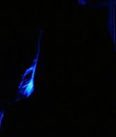 Lights_Out_2016_1080p_ATP_009155.jpg