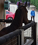 adoringteresap_ridelikeagirl_caps_2807.jpg