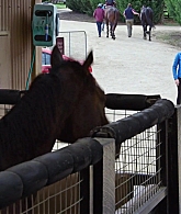 adoringteresap_ridelikeagirl_caps_2812.jpg