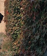 A_Discovery_of_Witches_S01E02_1080p_ATP_6068.jpg